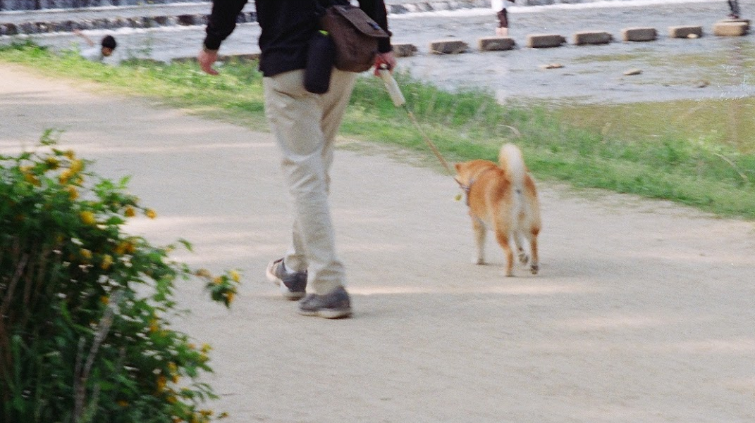 いつの日か鴨川で撮った犬